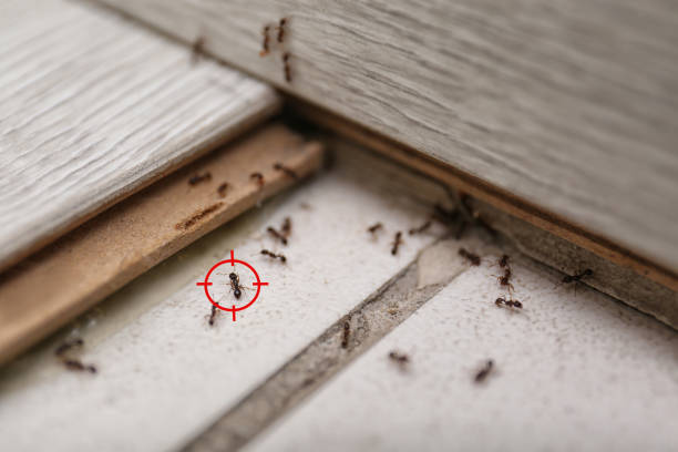 Best Termite Control Services  in Zion, PA